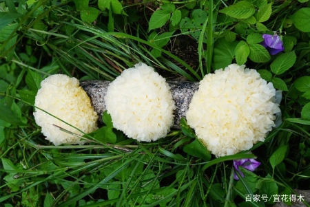 蘑菇小常识（中）10种味道鲜美的蘑菇，哪一种是菌中之王？插图14